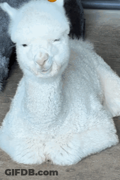 A White Alpaca Is Laying Down On The Ground GIF