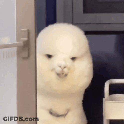 A White Alpaca Is Standing In Front Of A Door And Looking Out . GIF