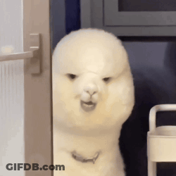 A White Alpaca Is Standing Next To A White Shelf And Looking At The Camera . GIF