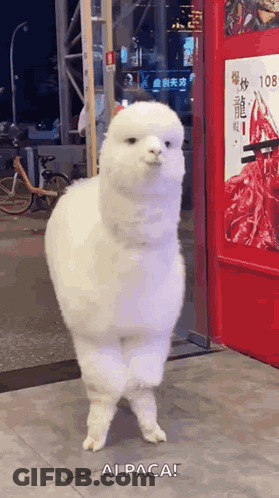A White Alpaca Is Walking In Front Of A Red Sign That Says Alpaca GIF