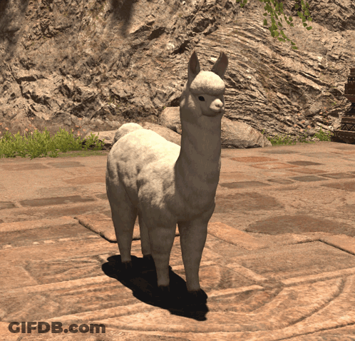 A White Alpaca Standing On A Stone Floor GIF