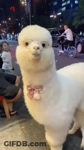 A White Alpaca Wearing Glasses And A Bow Tie Looks At The Camera GIF