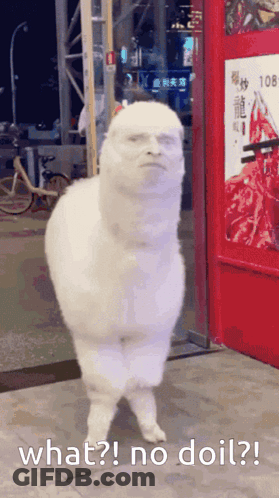A White Alpaca With A Man 'S Face Is Standing In Front Of A Red Door With The Words What No Doil GIF