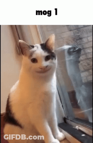 A White And Black Cat Is Sitting In Front Of A Window With A Funny Face . GIF