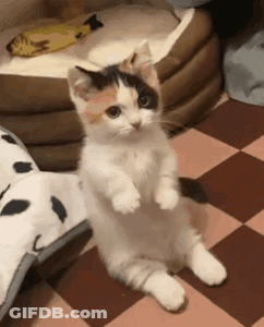 A White And Black Cat Standing On Its Hind Legs On A Checkered Floor GIF