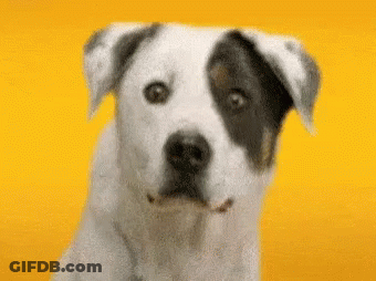 A White And Black Dog Is Sitting In Front Of A Yellow Background . GIF