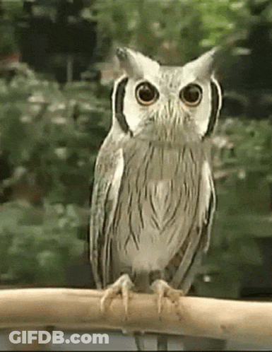 A White And Black Owl Is Perched On A Branch GIF