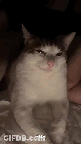 A White And Brown Cat Is Sitting On A Bed And Making A Face . GIF