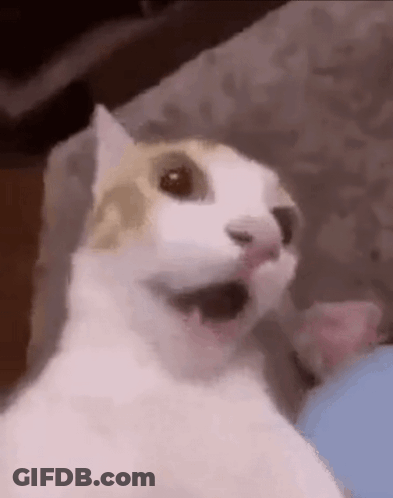 A White And Brown Cat Is Sitting On A Couch And Making A Funny Face . GIF