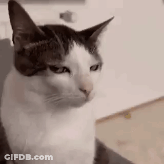 A White And Brown Cat Is Sitting On A Couch Looking At The Camera . GIF