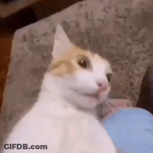 A White And Brown Cat Is Sitting On A Couch With Its Mouth Open . GIF