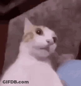 A White And Brown Cat Is Sitting On A Couch With Its Mouth Open . GIF