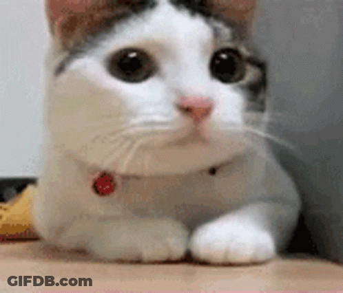 A White And Brown Cat With A Red Collar Is Laying Down On A Table . GIF