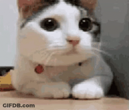 A White And Brown Cat With A Red Collar Is Laying Down On A Table . GIF
