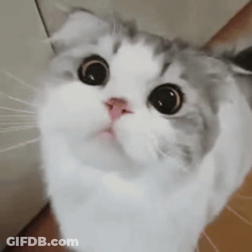 A White And Gray Cat Is Looking Up At The Camera . GIF