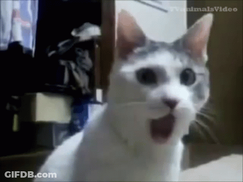 A White And Gray Cat Is Sitting On A Bed With Its Mouth Open And Looking At The Camera . GIF