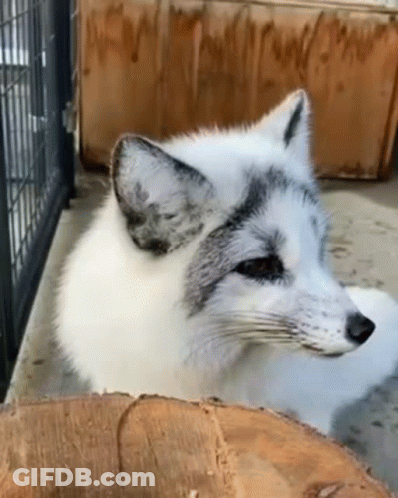 A White And Gray Fox Is Sitting On A Log . GIF