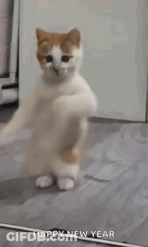 A White And Orange Cat Is Dancing In Front Of A Mirror And Says Happy New Year . GIF
