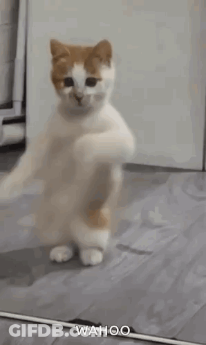 A White And Orange Cat Is Dancing In Front Of A Mirror In A Room . GIF