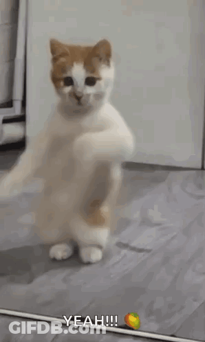 A White And Orange Cat Is Dancing With Its Arms Outstretched And Says Yeah !!! GIF