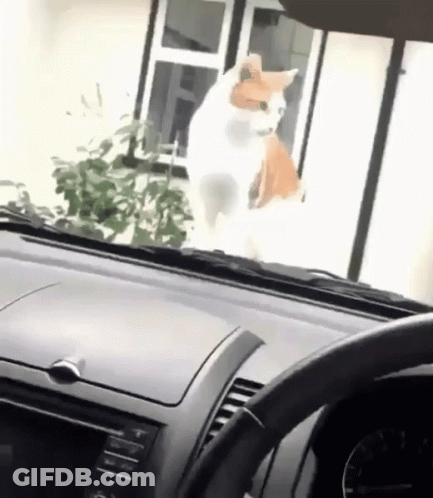A White And Orange Cat Is Standing In Front Of A Window In A Car GIF