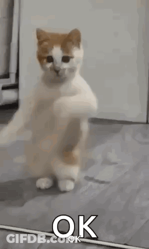 A White And Orange Cat Is Standing On Its Hind Legs And Dancing . GIF