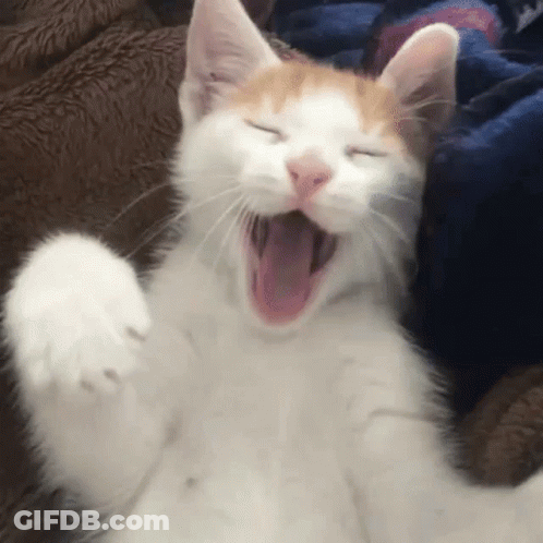 A White And Orange Cat Is Yawning On A Bed . GIF
