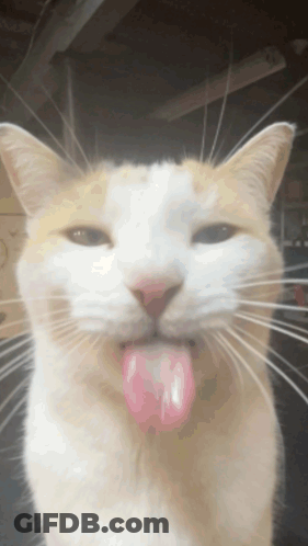 A White And Orange Cat Sticking Its Tongue Out GIF