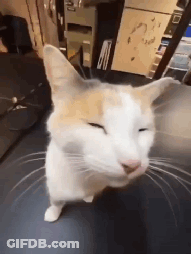 A White And Orange Cat With Its Eyes Closed GIF