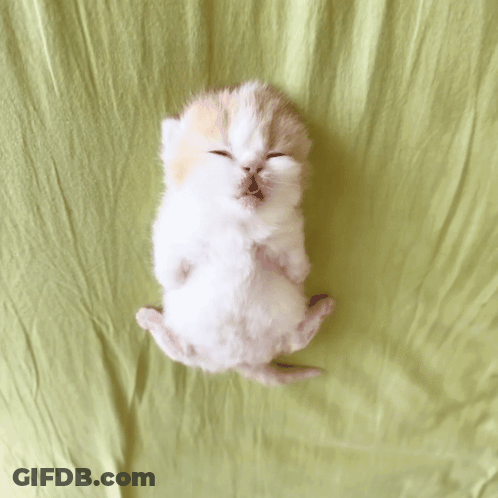 A White And Orange Kitten Is Laying On Its Back On A Green Blanket GIF