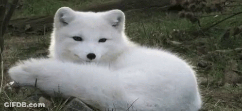 A White Arctic Fox Is Laying Down In The Grass And Looking At The Camera . GIF