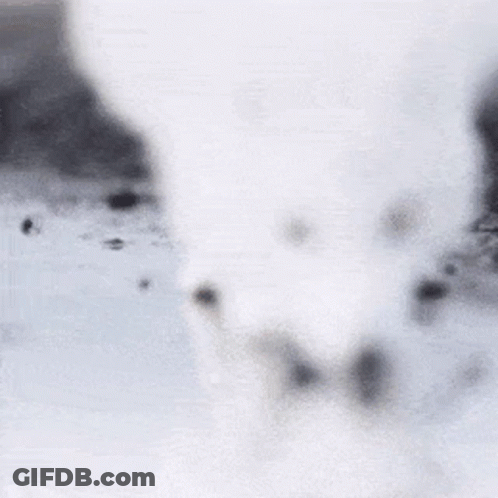 A White Arctic Fox Is Walking Through The Snow . GIF