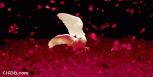 A White Bird Flies Over A Field Of Red Petals GIF