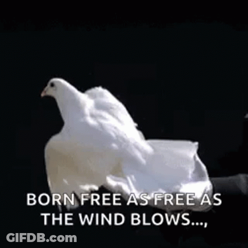 A White Bird Is Flying In The Air With The Words Born Free As Free As The Wind Blows GIF