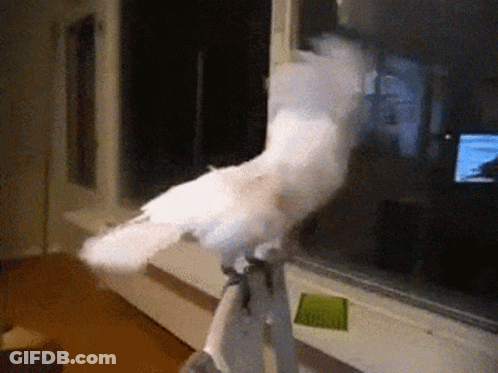 A White Bird Is Perched On A Person 'S Arm GIF
