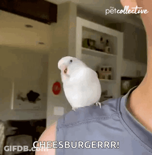 A White Bird Is Sitting On A Person 'S Shoulder And Says Cheesburgerrr ! GIF