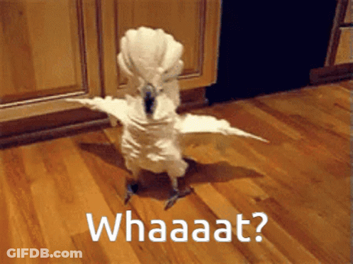 A White Bird Is Standing On A Wooden Floor With The Words Whaaaat Written Below It GIF