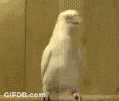 A White Bird Is Standing On Its Hind Legs On A Ledge . GIF