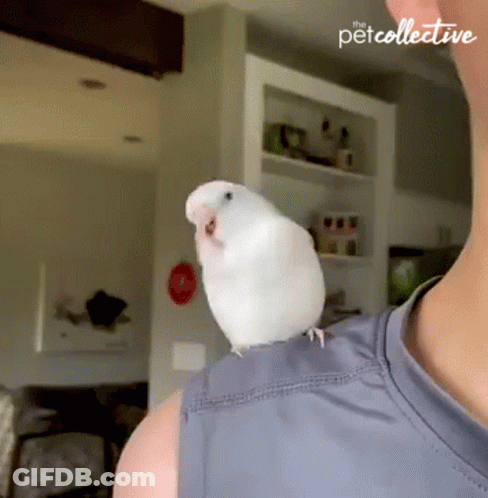 A White Bird Perched On A Man 'S Shoulder With The Pet Collective Written On The Bottom GIF
