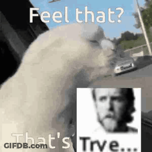 A White Bird With A Beard Is Standing Next To A Picture Of A Man With A Beard . GIF