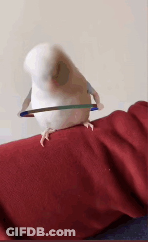 A White Bird With A Hula Hoop Around Its Neck Is Sitting On A Red Blanket GIF