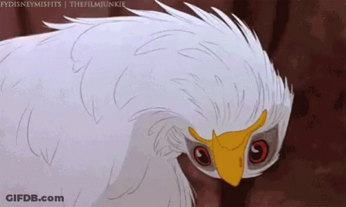 A White Bird With A Yellow Beak Is Looking At The Camera . GIF