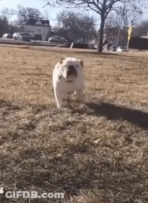 A White Bulldog Is Walking In A Field Of Dry Grass . GIF