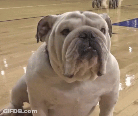 A White Bulldog Sitting On A Basketball Court Looking Up At The Camera GIF