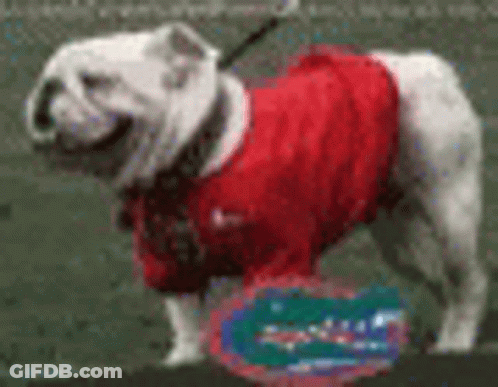 A White Bulldog Wearing A Red Shirt Is Standing On A Grassy Field . GIF