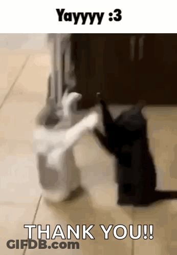 A White Cat And A Black Cat Are Standing Next To Each Other And The Black Cat Is Saying Thank You . GIF