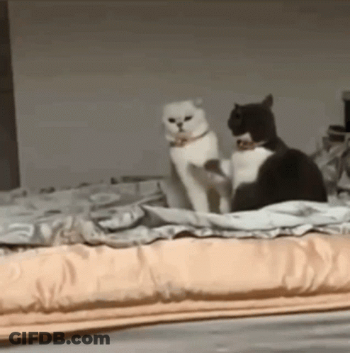 A White Cat And A Black Cat Are Standing On A Bed . GIF