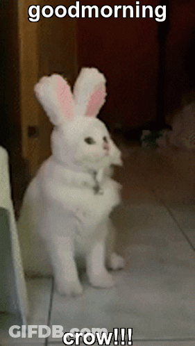 A White Cat Dressed As A Bunny With The Caption Good Morning Crow !!! GIF