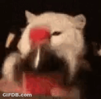 A White Cat Is Drinking Water From A Bottle With A Heart On Its Nose . GIF