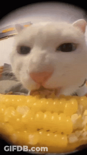 A White Cat Is Eating A Piece Of Corn GIF